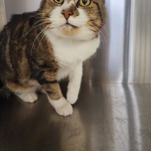 Milo - Domestic Short Hair (DSH) Cat