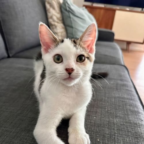 Major - Domestic Short Hair (DSH) Cat