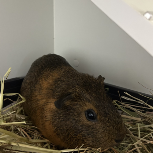 Brooks - Smooth Hair Guinea Pig