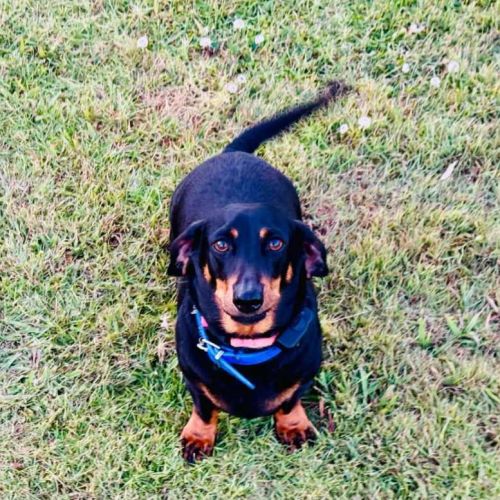 Bullets - Dachshund (Miniature Smooth Haired) Dog