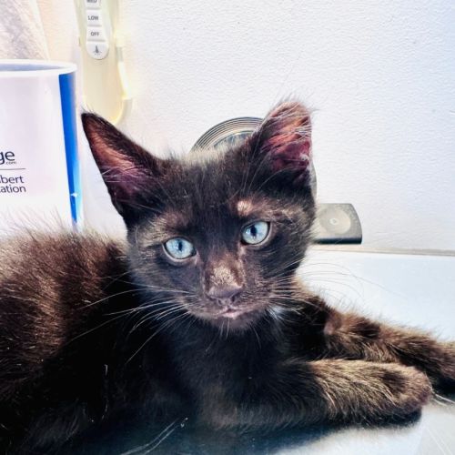 Pumpernickle - Domestic Short Hair (DSH) Cat