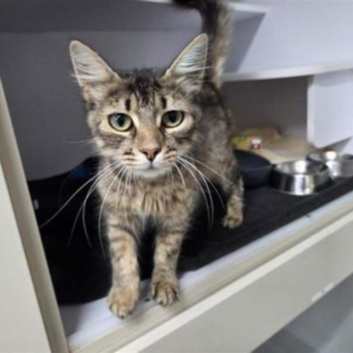 Penelope - Domestic Short Hair Cat