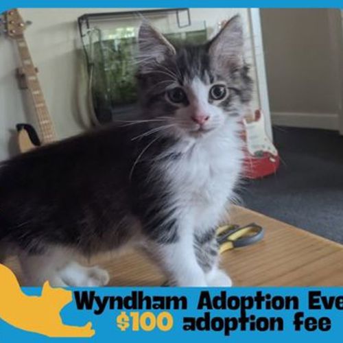 Mahjong - Domestic Short Hair Cat