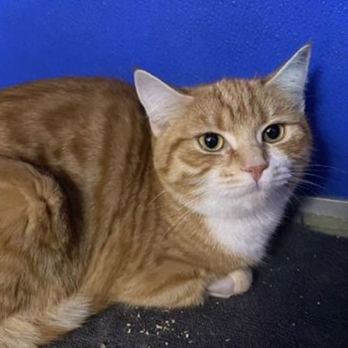 August - Domestic Short Hair Cat
