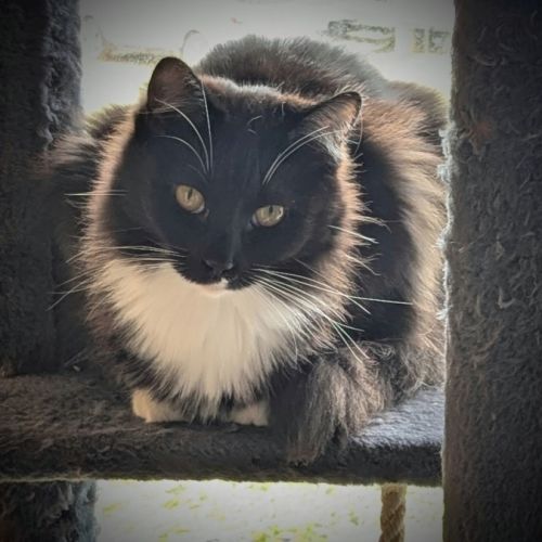 Opal *9 Lives Project Rescue* - Domestic Short Hair (DSH) Cat