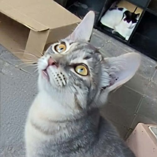 Jamie - Domestic Short Hair (DSH) Cat