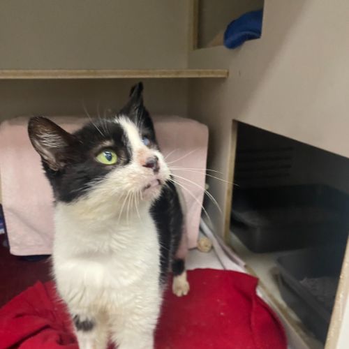 Mil Mil - Domestic Short Hair (DSH) Cat