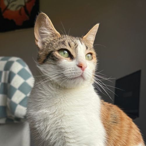 Cher - Domestic Short Hair (DSH) Cat