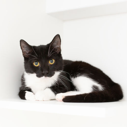 Lily - Domestic Short Hair Cat