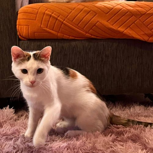 Minty, Ruby & Suki  - Domestic Short Hair (DSH) Cat