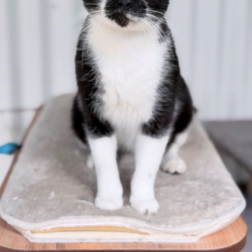Fleur - Domestic Short Hair (DSH) Cat