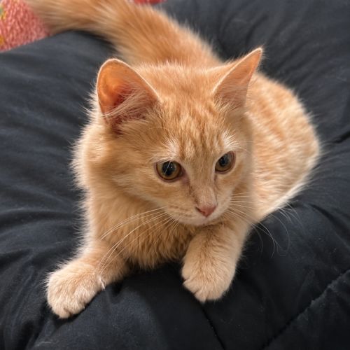Butternut - Domestic Medium Hair (DMH) Cat
