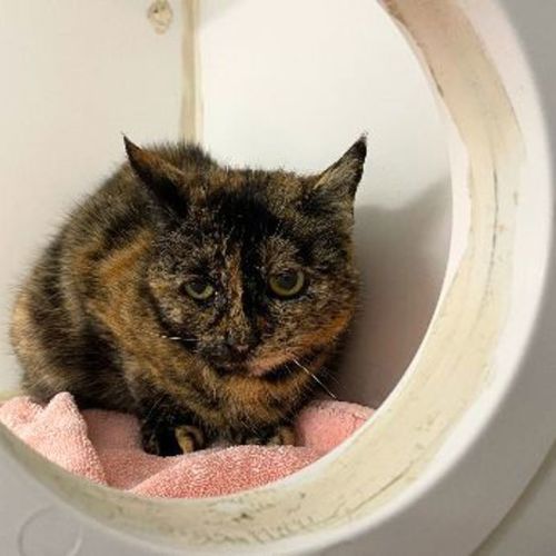 Gimble - Domestic Short Hair Cat