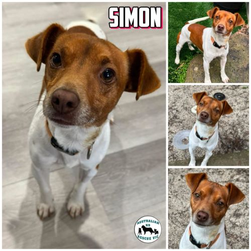 Simon - Jack Russell Terrier Dog