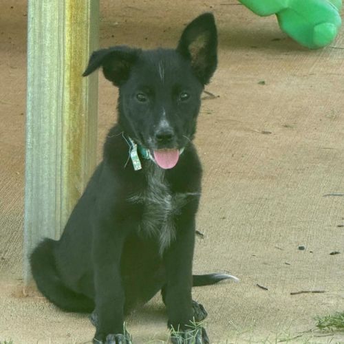 Opal - Australian Kelpie Dog