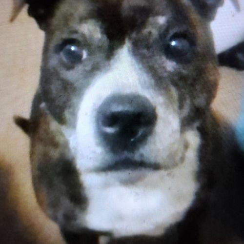 Karma - Staffordshire Bull Terrier Dog