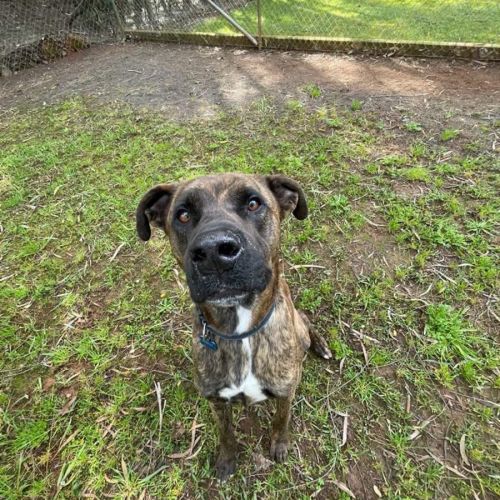 Tabo - Mastiff x Greyhound Dog