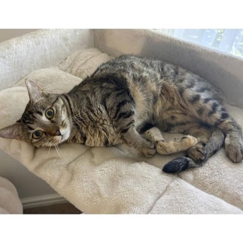 10301 - Cotton - Domestic Short Hair (DSH) Cat