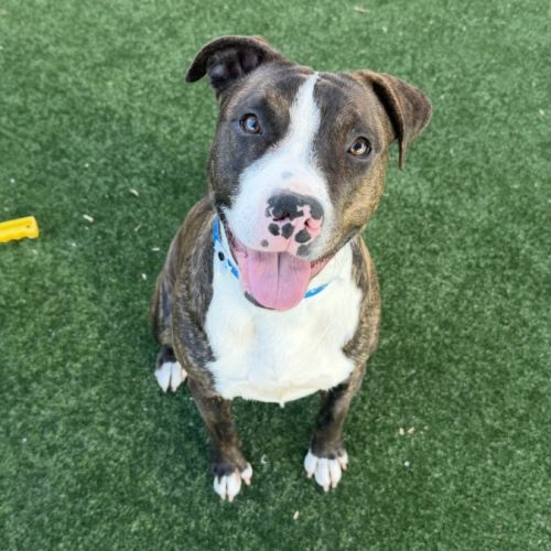 Lincoln imp 1888 - Bull Terrier x American Staffordshire Terrier Dog