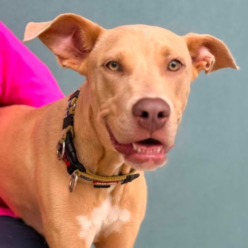 Bama - American Staffordshire Terrier Dog