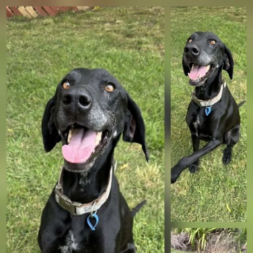 Missi - German Shorthaired Pointer Dog