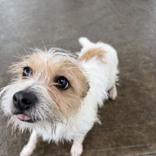Niko - Wirehaired Fox Terrier Dog