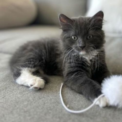 Whiskey - Domestic Short Hair Cat