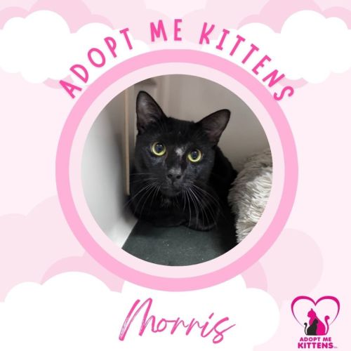 Morris - Domestic Short Hair (DSH) Cat