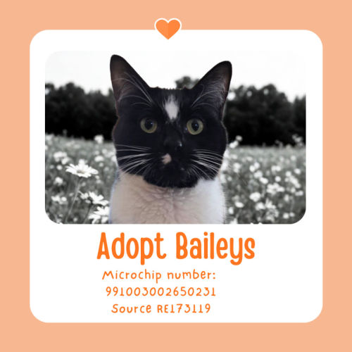 Baileys - Domestic Short Hair (DSH) Cat