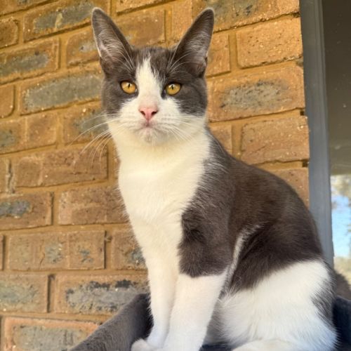 Stirling - Domestic Short Hair (DSH) Cat