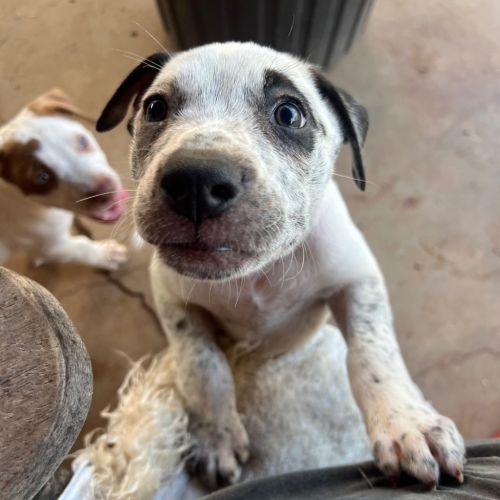 Bertha - Staffordshire Bull Terrier x Mixed breed Dog