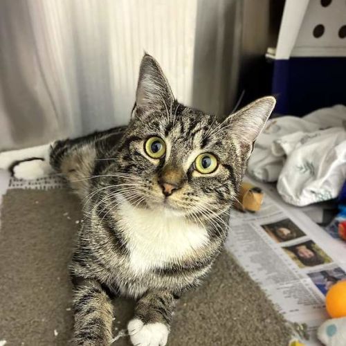 Mila - Domestic Short Hair (DSH) Cat