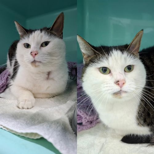 Lara - Domestic Short Hair (DSH) Cat