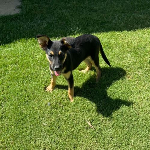 Diamond - Australian Kelpie Dog