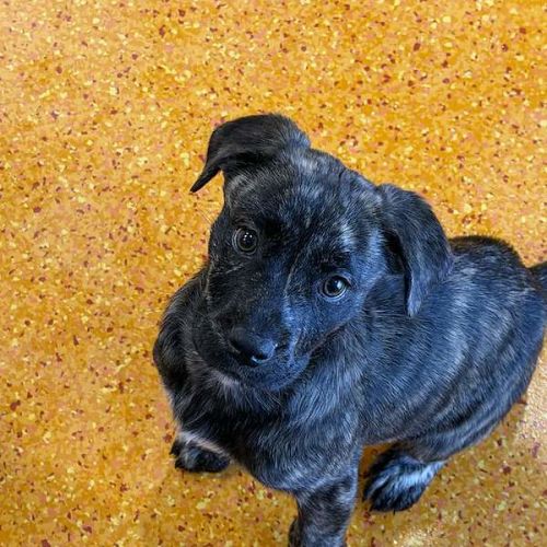 Sophie - Shar Pei Dog