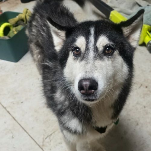 Zorro - Siberian Husky Dog