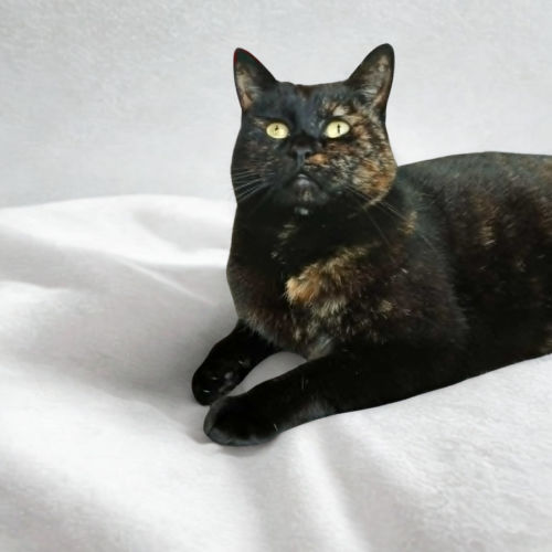 Birdie - Domestic Short Hair Cat