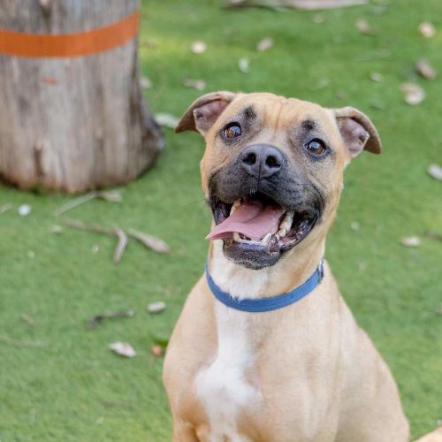 Chook - American Staffordshire Terrier Dog