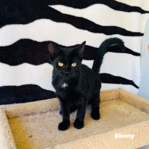Ebony - Domestic Short Hair (DSH) Cat