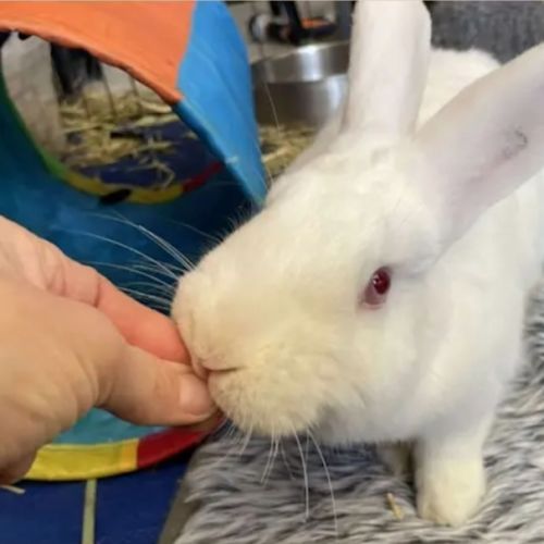 Marshmallow  - New Zealand White Rabbit