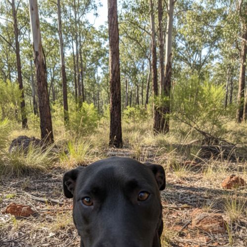 Kairon - Labrador Retriever Dog
