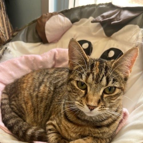 Cartier - Domestic Short Hair (DSH) Cat