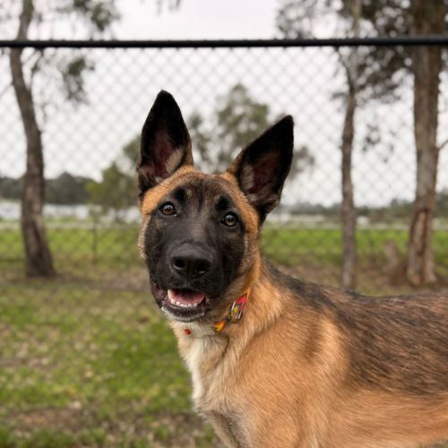 Delta - Belgian Shepherd   Malinois Dog