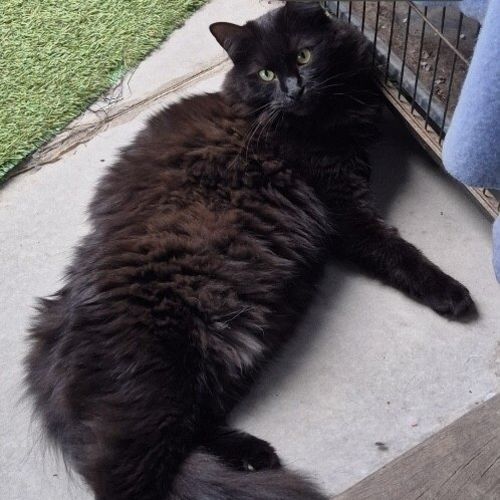 Fluffy - Domestic Medium Hair (DMH) Cat