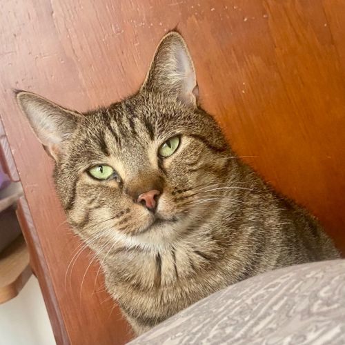 Baron - Domestic Short Hair (DSH) Cat