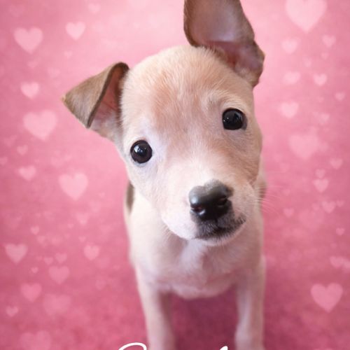 Sandy - Mixed breed Dog