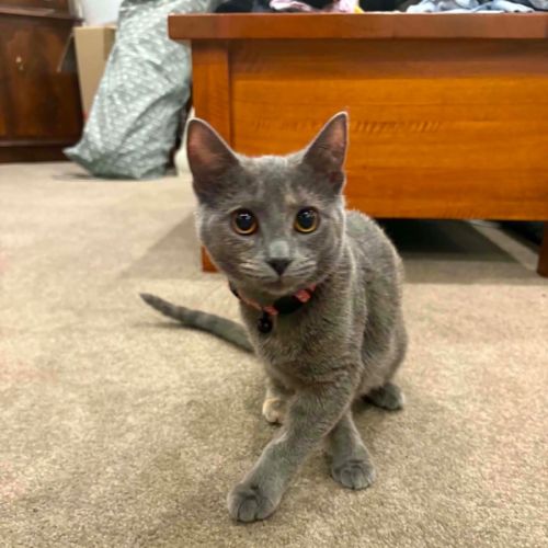 Nova  - Domestic Short Hair (DSH) Cat