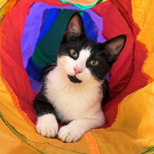 Cappuccino - Domestic Short Hair (DSH) Cat