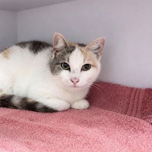 Wristwatch - Domestic Short Hair Cat