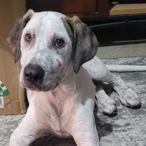 Brainy Smurf - German Shorthaired Pointer x Bull Arab Dog